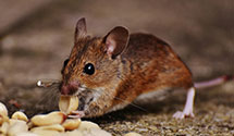 24 Hour & Emergency Exterminators in Linwood, MN